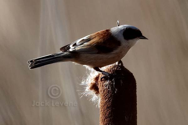 Penduline Tit