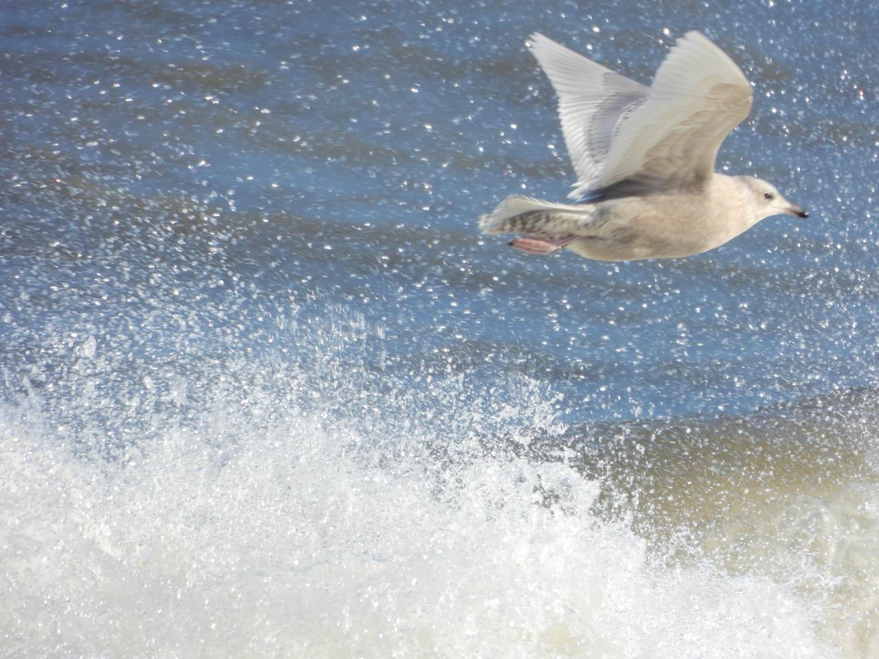 Iceland Gull