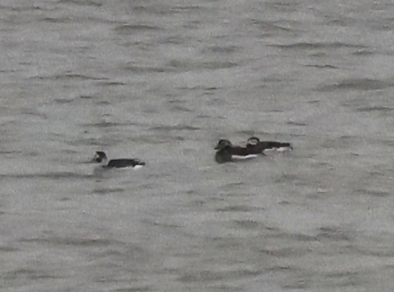 Long-tailed Duck