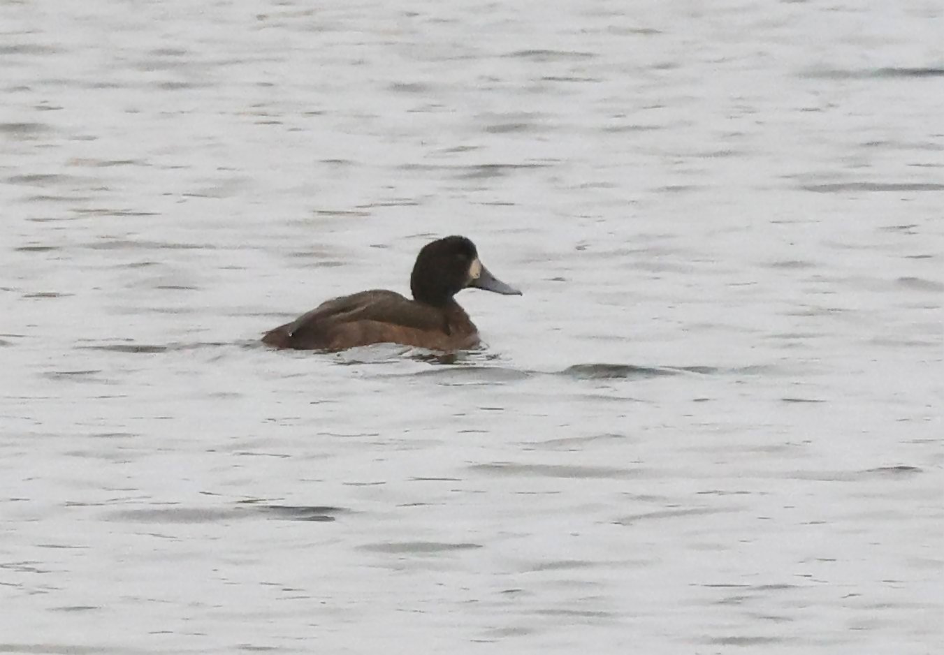 Scaup