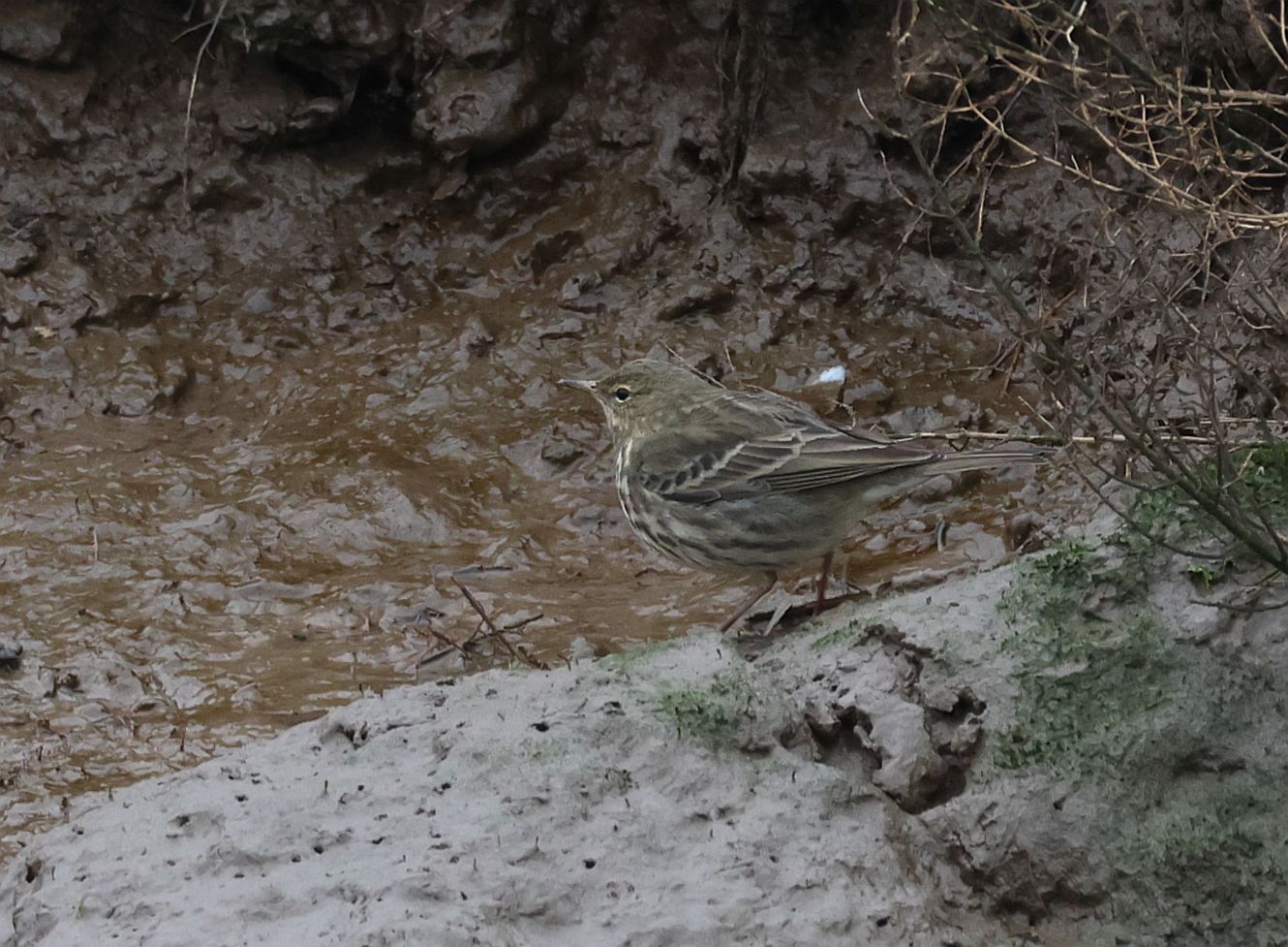 Rock Pipit