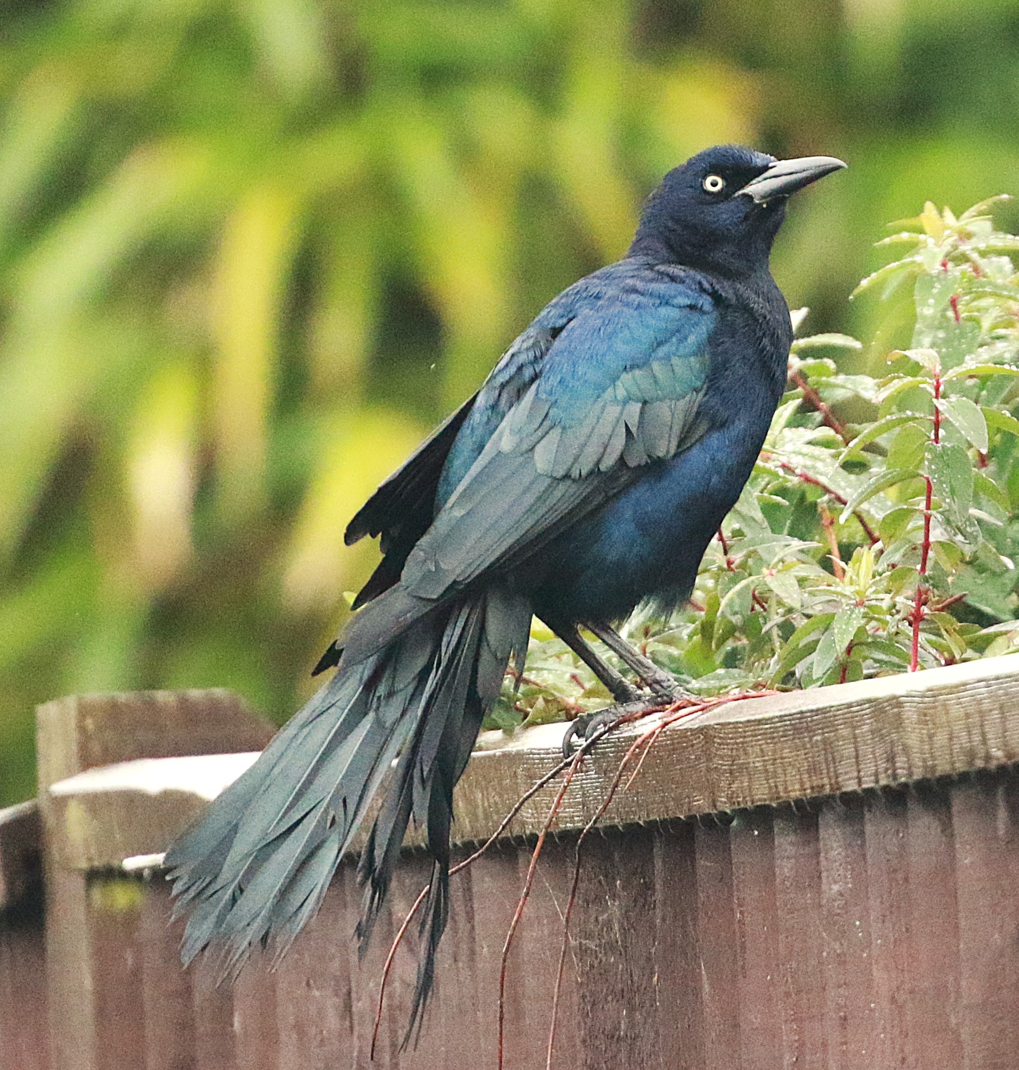 Great-tailed Grackle