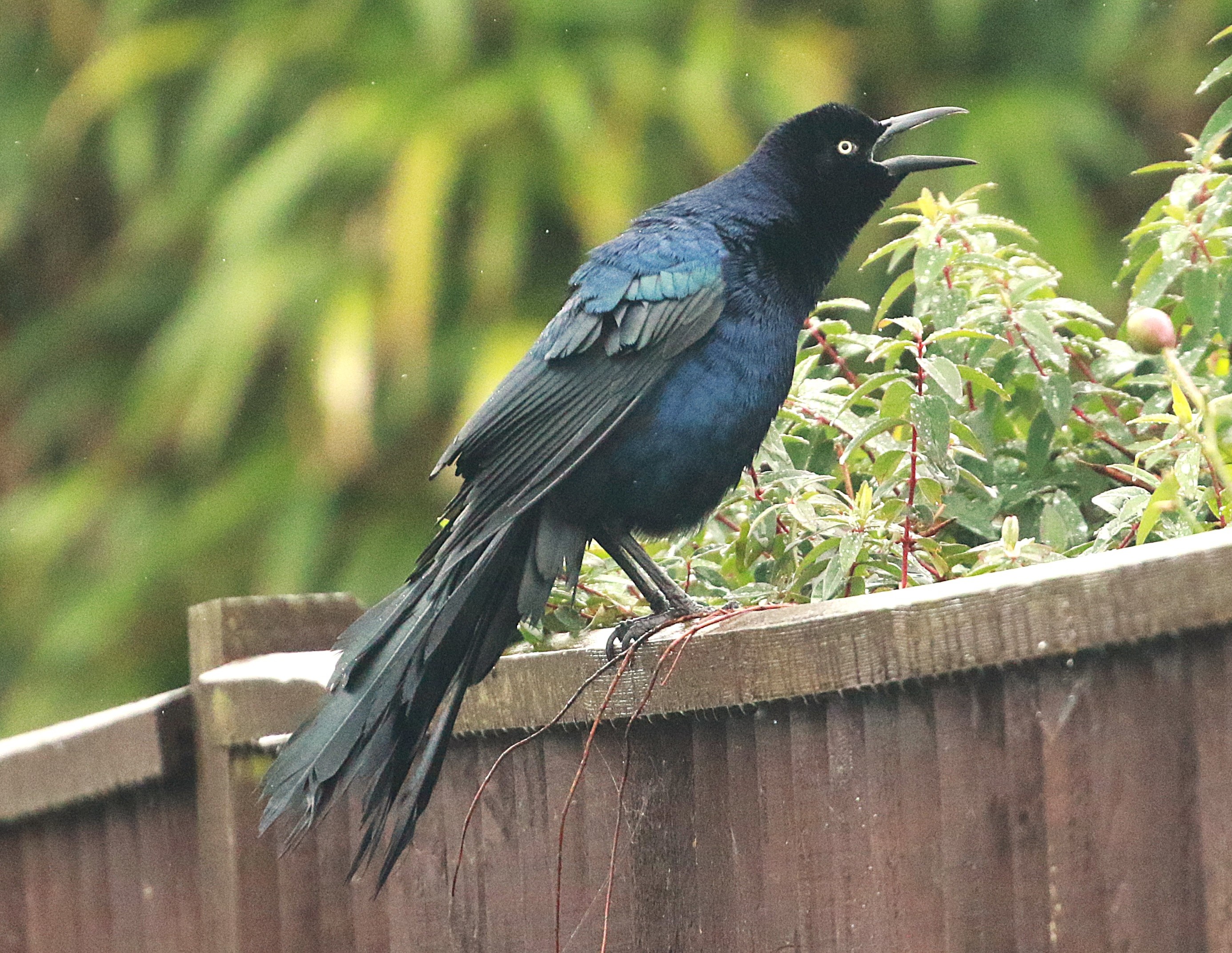 Great-tailed Grackle