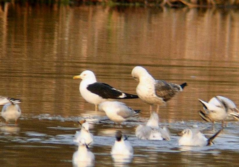 Baltic Gull