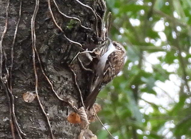 Treecreeper