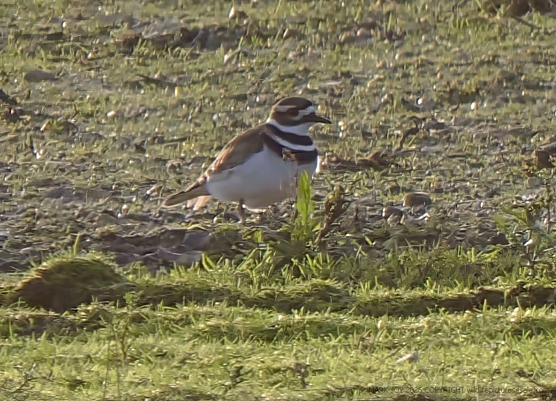 Killdeer