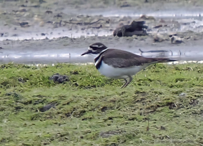 Killdeer
