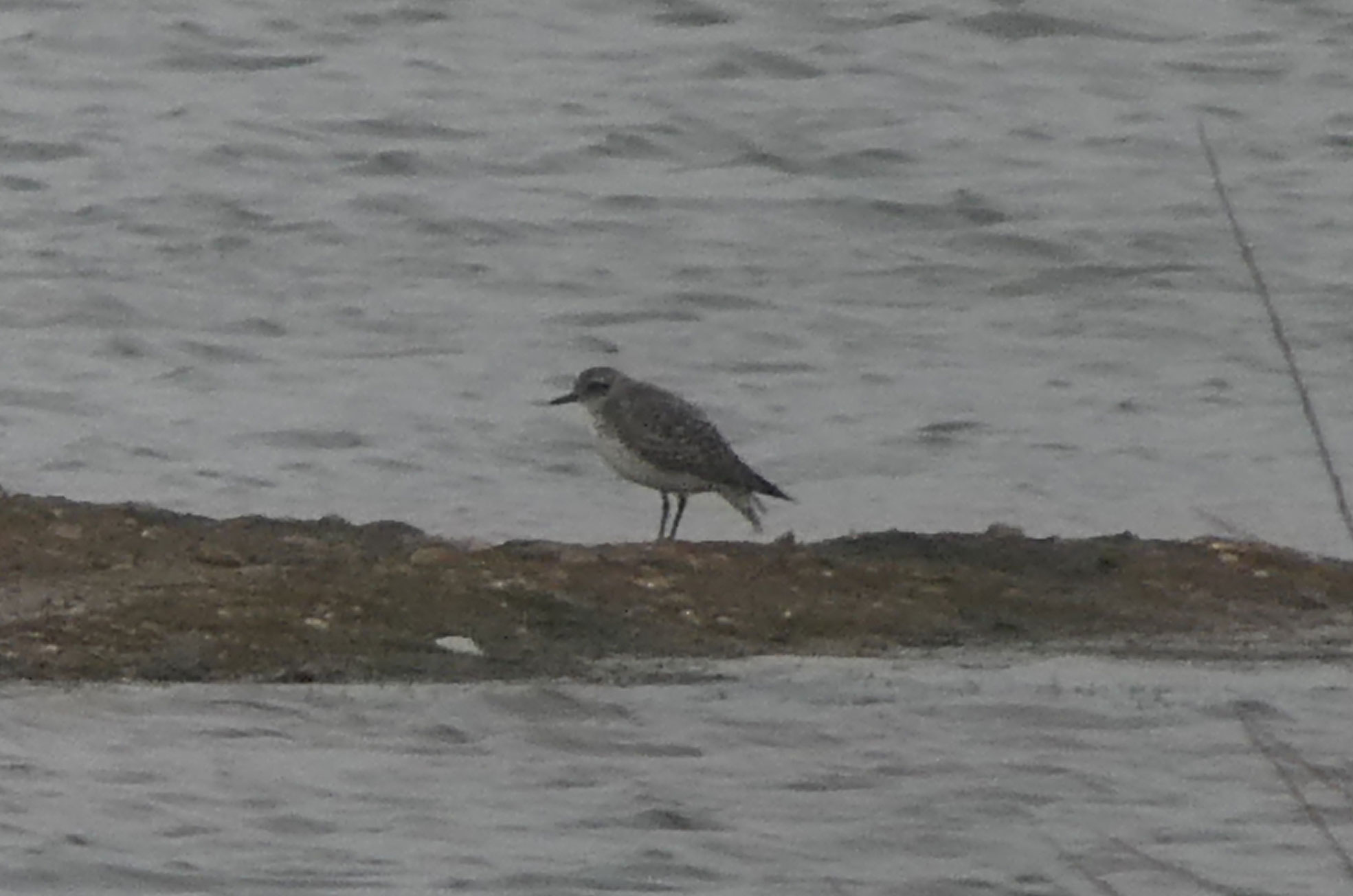 Grey Plover