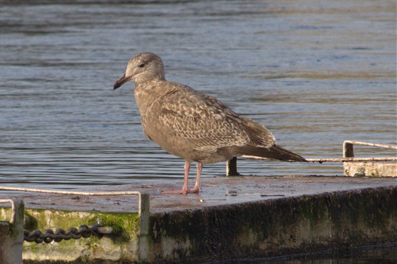 American Herring Gull