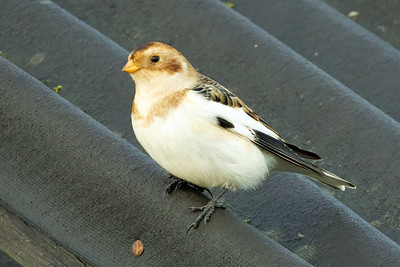 Snow Bunting