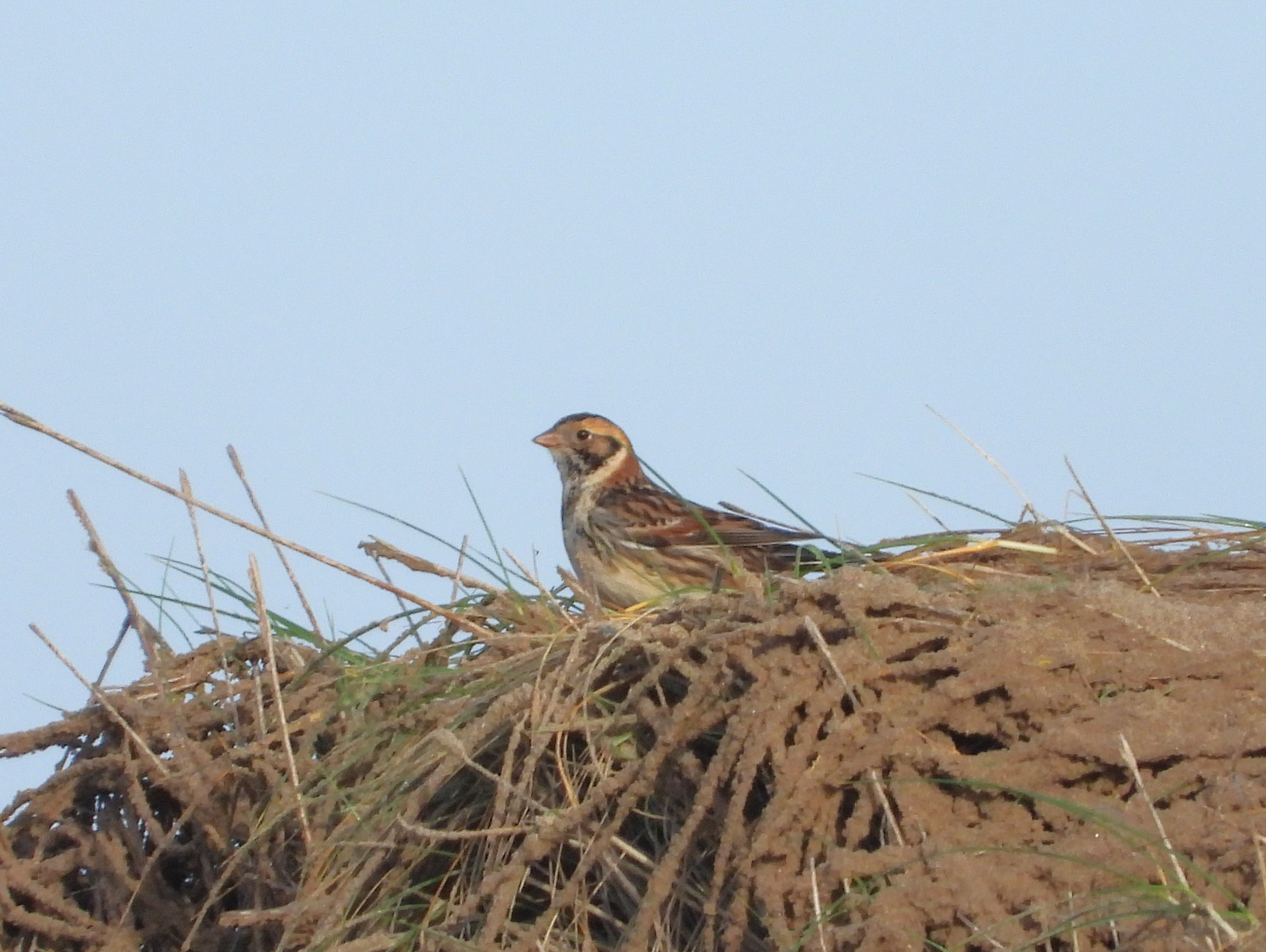 Lapland Bunting