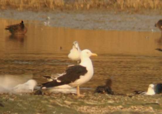 Baltic Gull