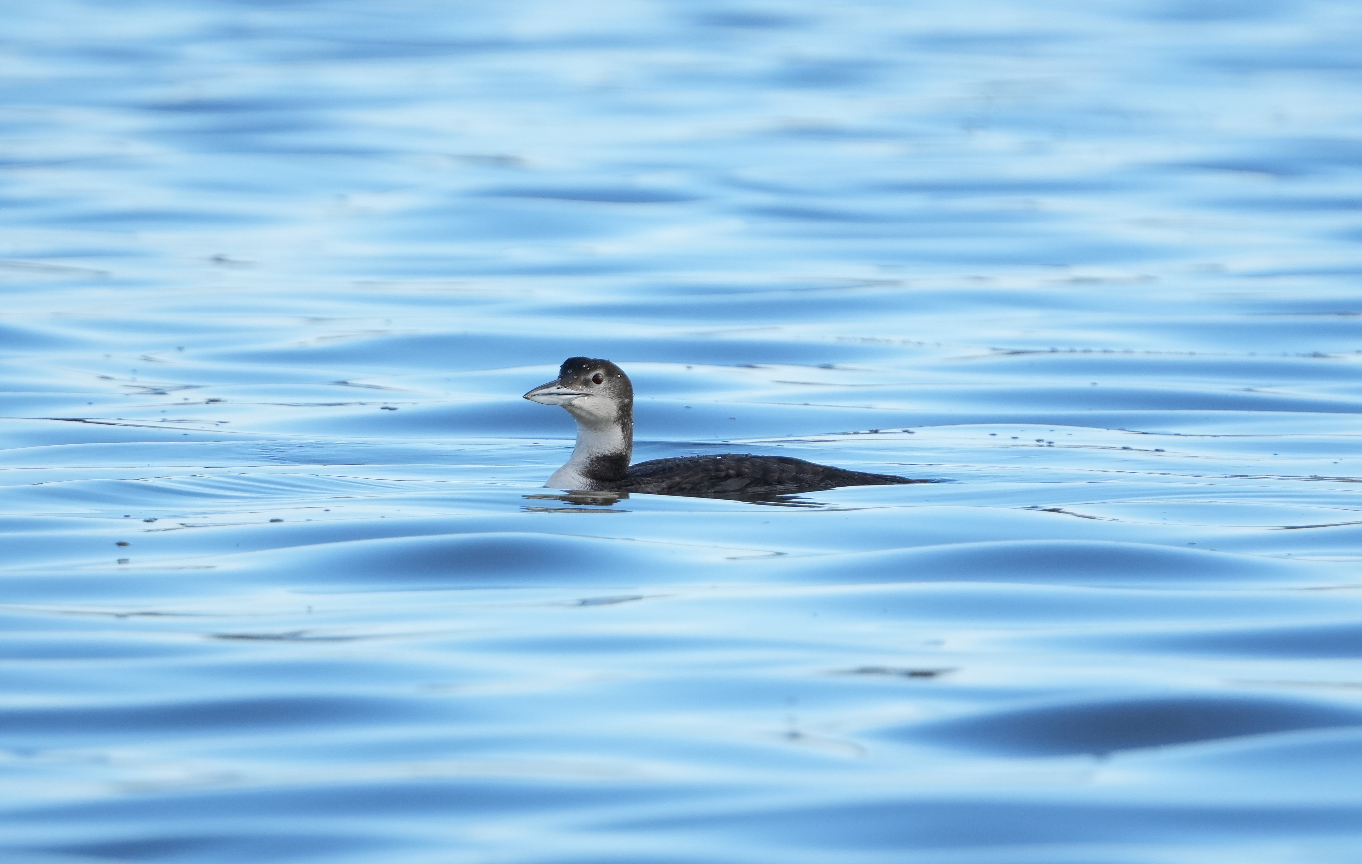 Great Northern Diver