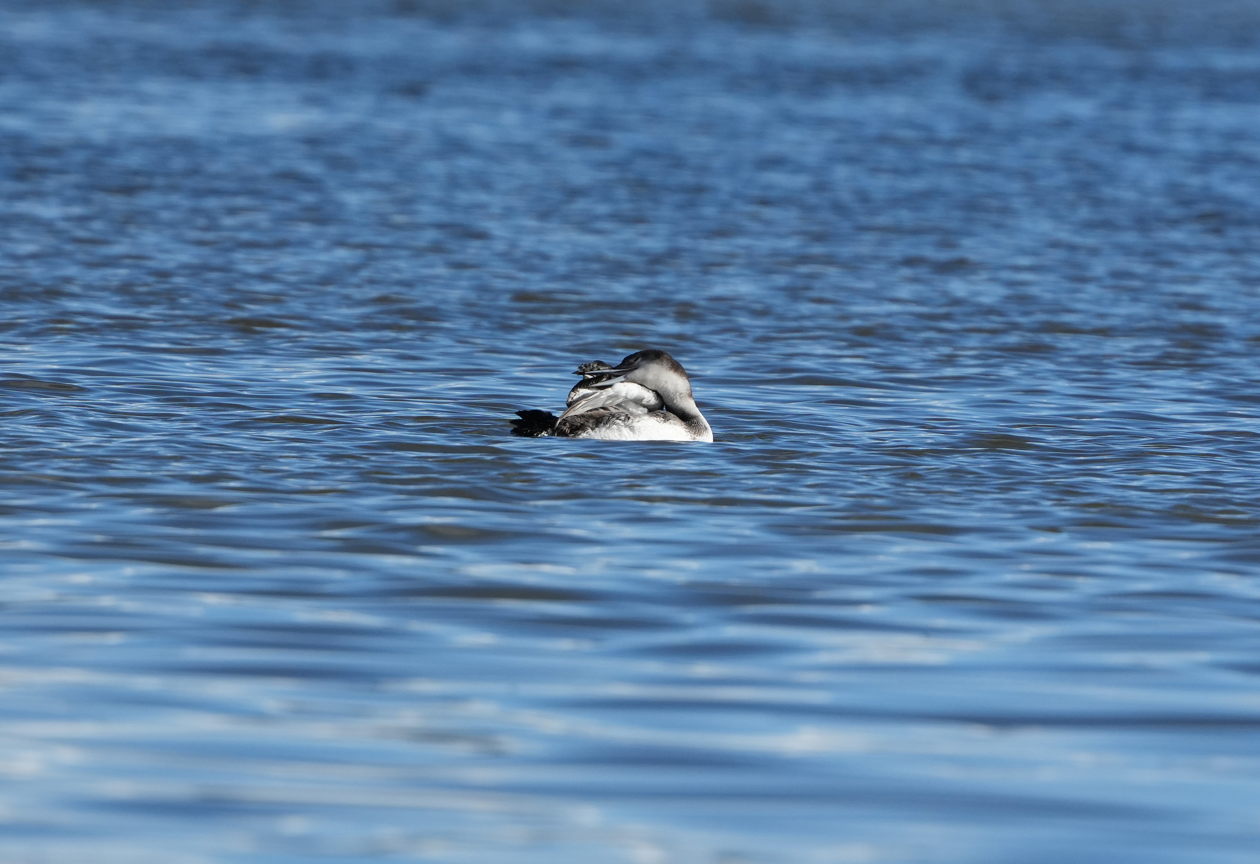 Great Northern Diver
