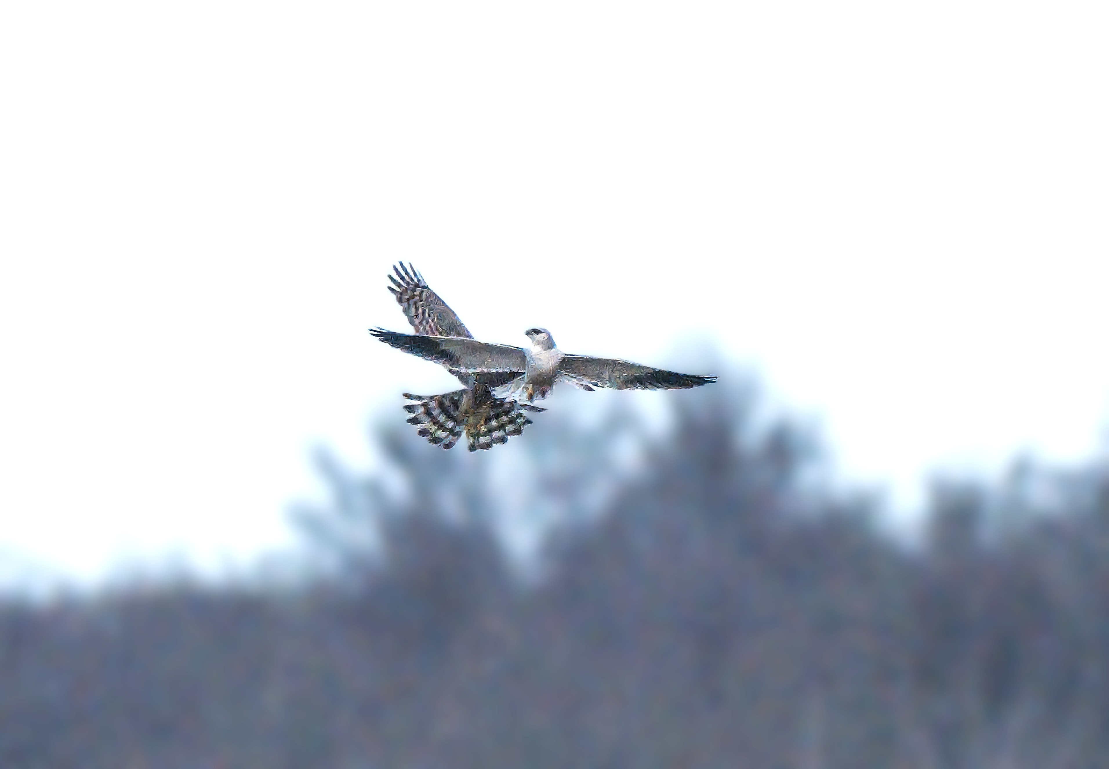 Black-winged Kite