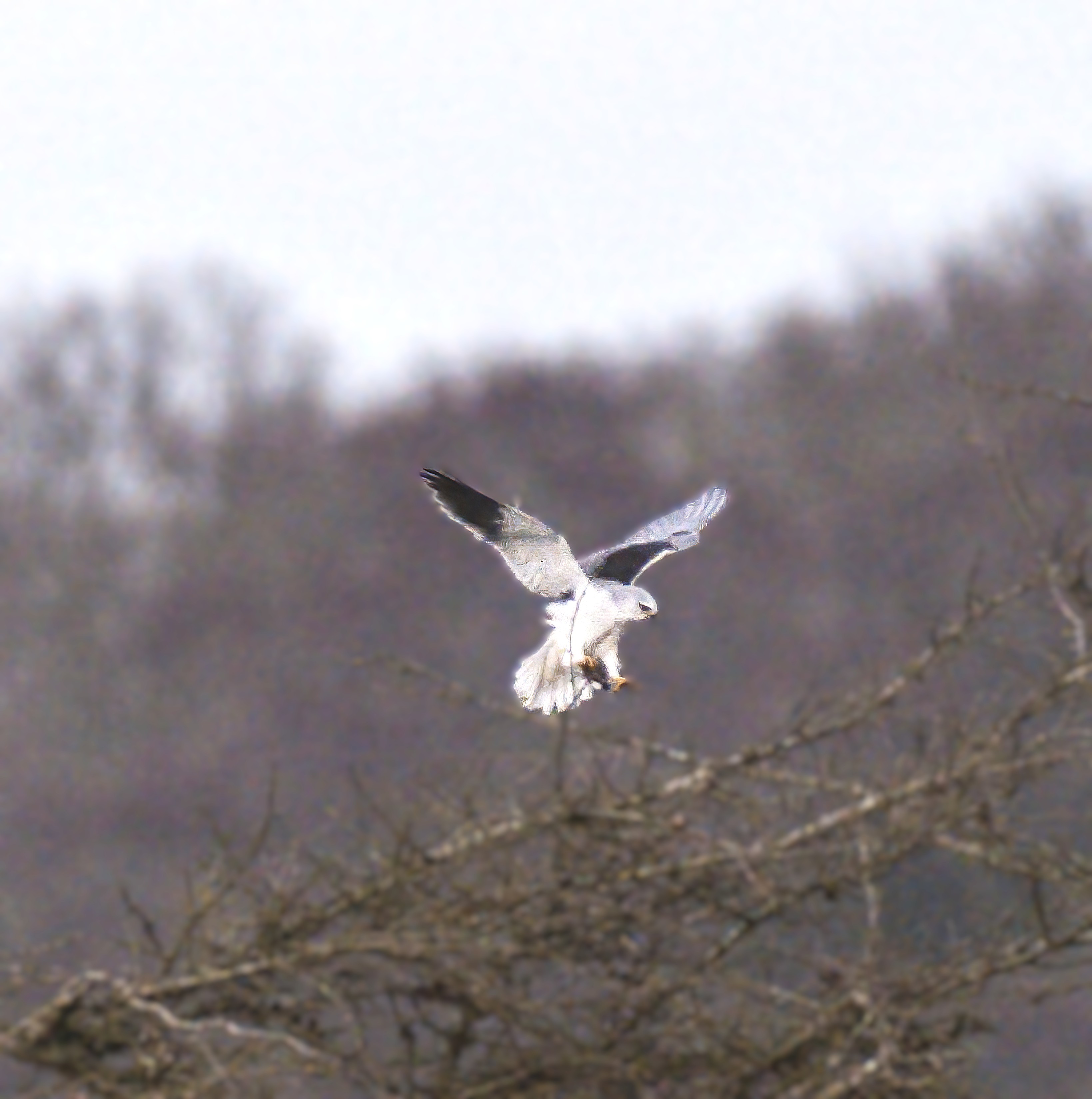 Black-winged Kite