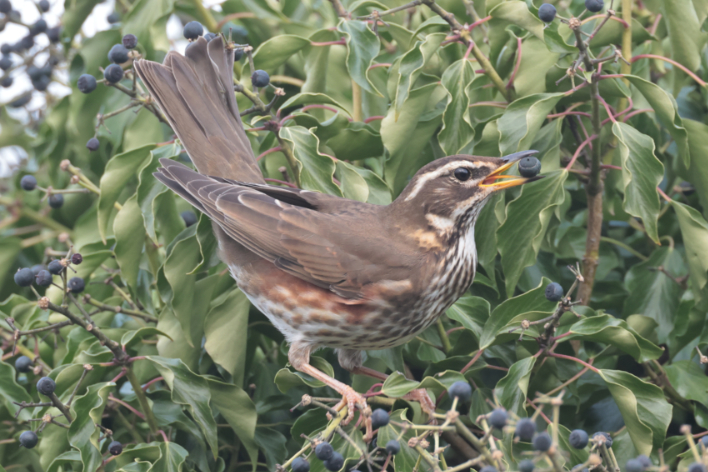 Redwing