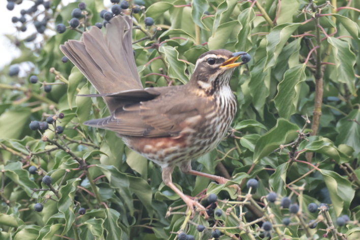 Redwing