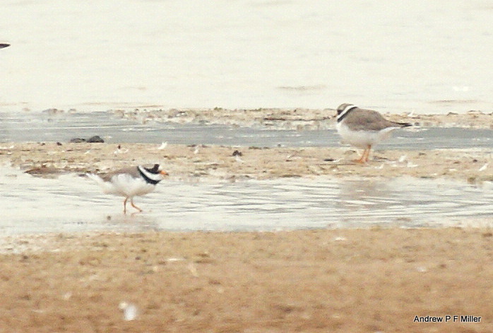 Ringed Plover