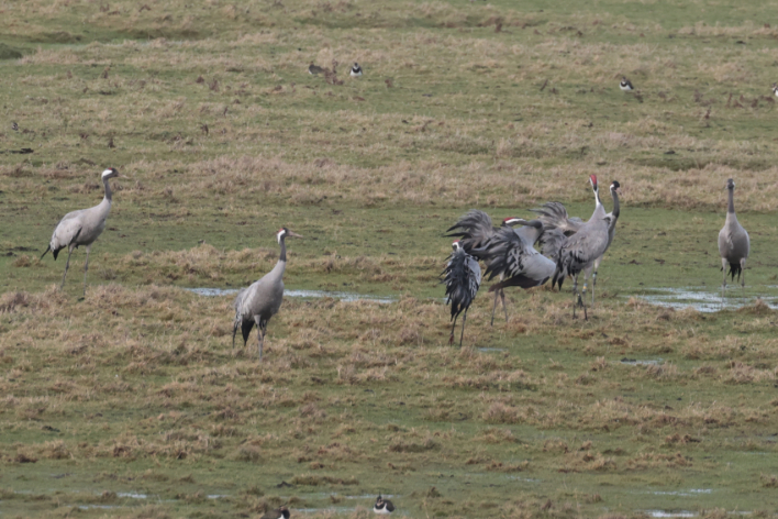 Common Crane