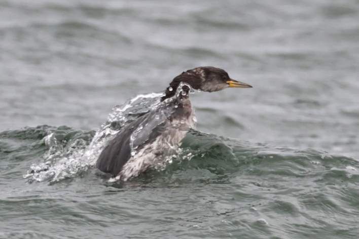American Red-necked Grebe