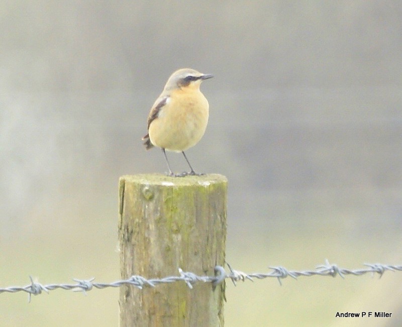 Wheatear