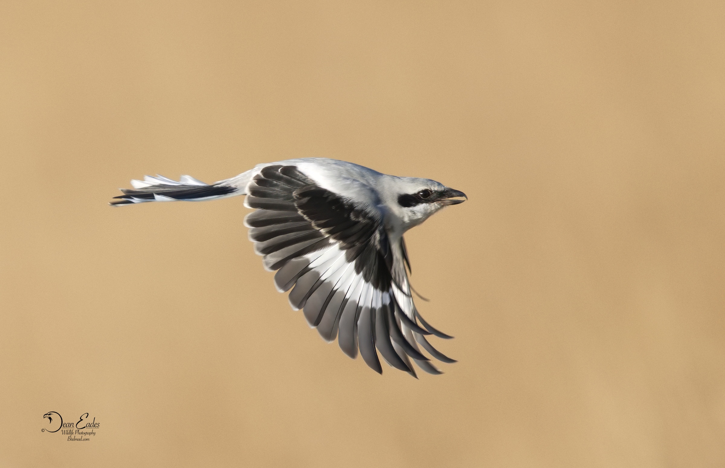 Great Grey Shrike
