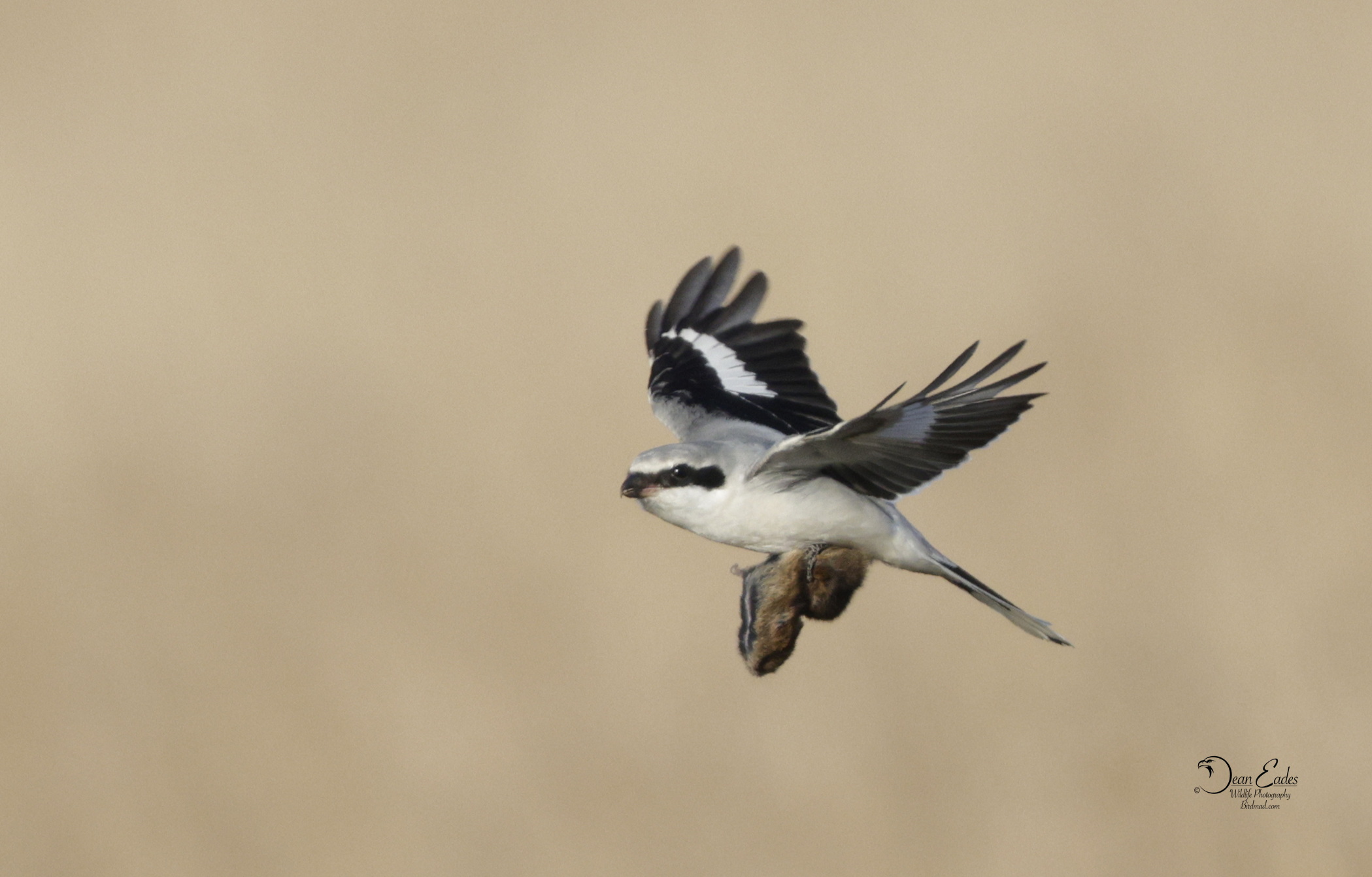 Great Grey Shrike