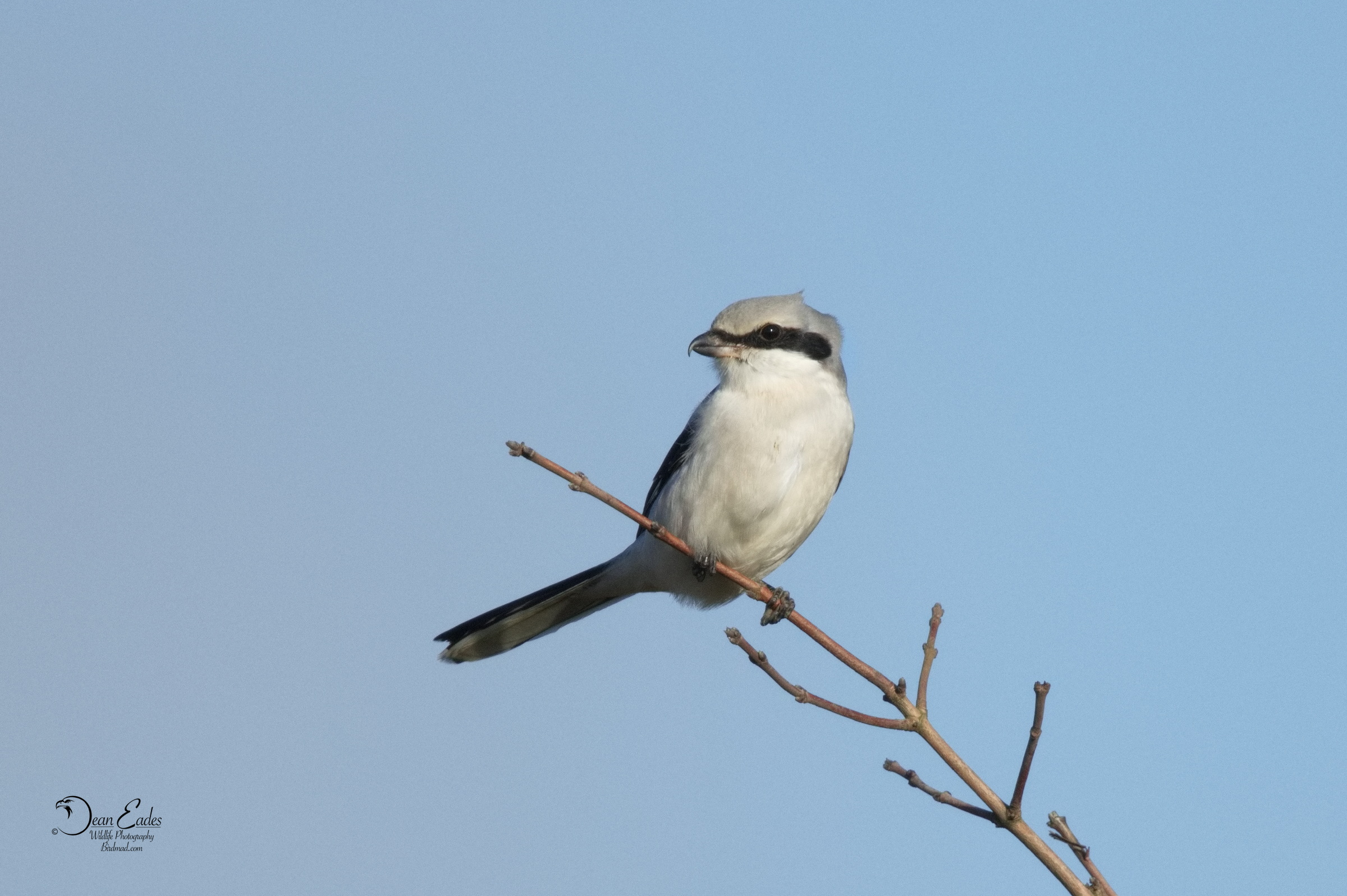 Common Great Grey Shrike