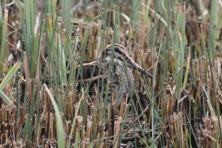 Jack Snipe