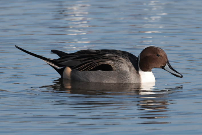 Pintail