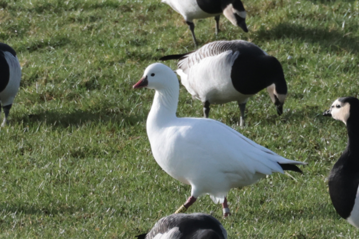 Ross's Goose