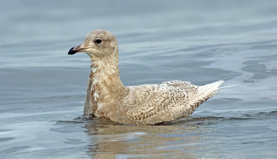 Iceland Gull