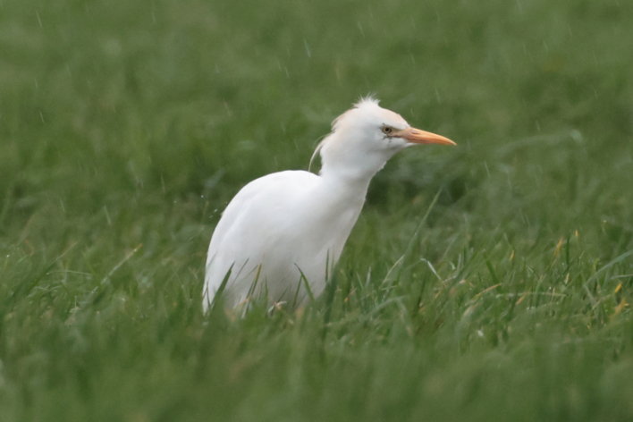 Cattle Egret