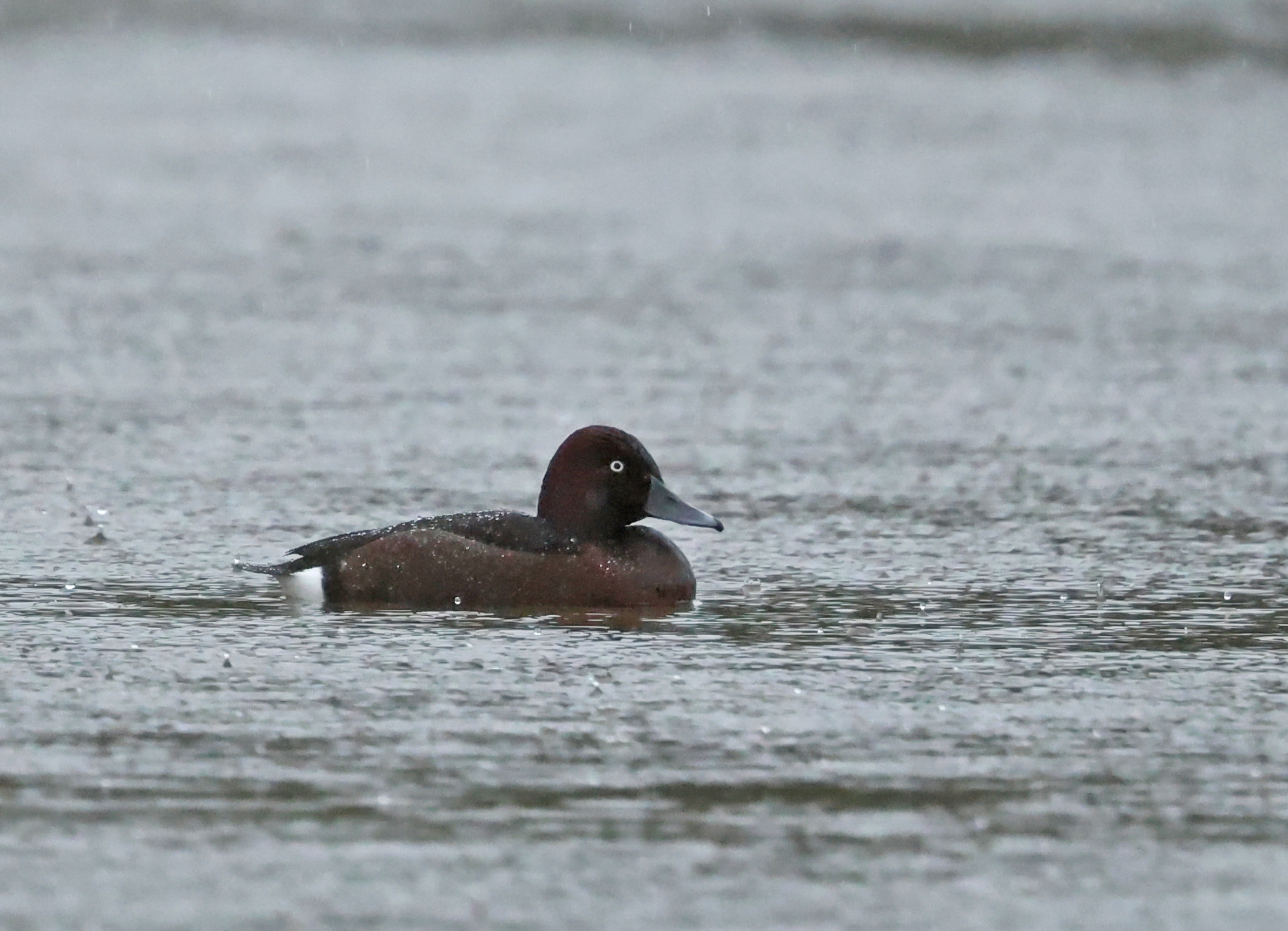 Ferruginous Duck
