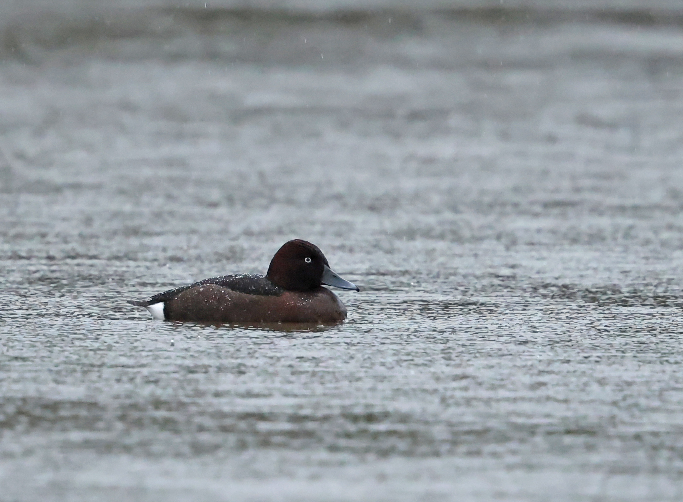 Ferruginous Duck