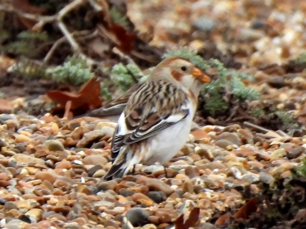 Snow Bunting