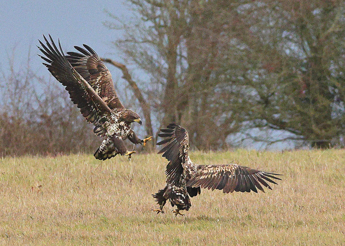 White-tailed Eagle