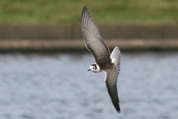 White-winged Black Tern