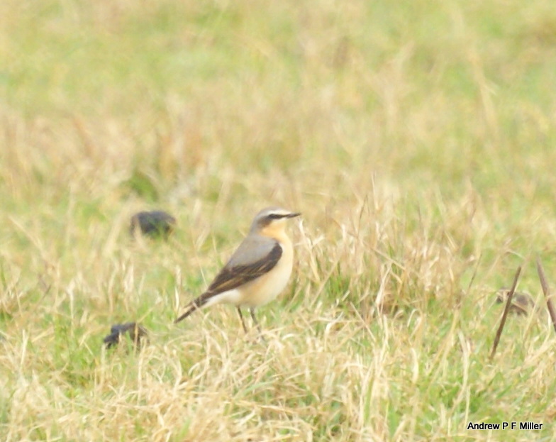 Wheatear