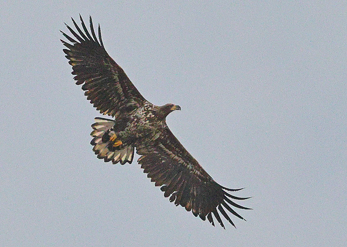 White-tailed Eagle