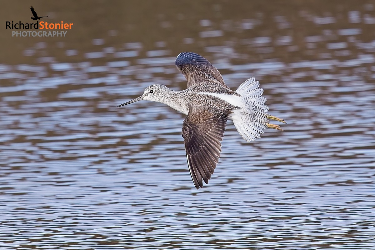 Greenshank
