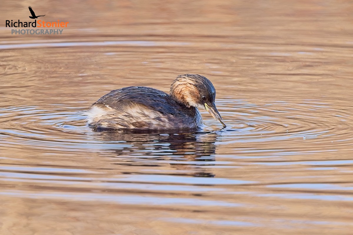 Little Grebe