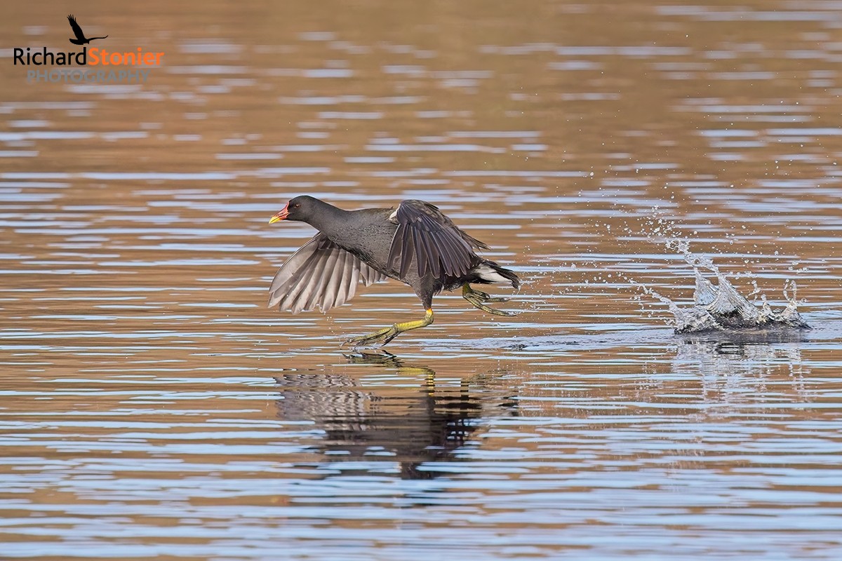 Moorhen