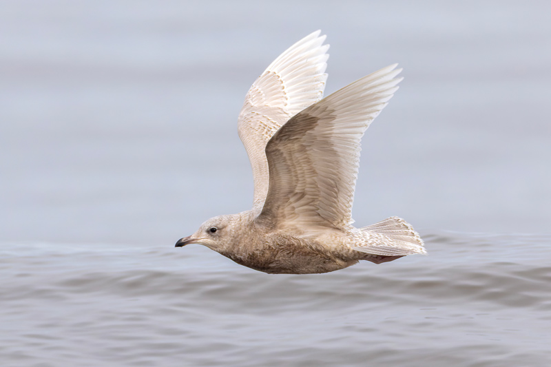 Iceland Gull