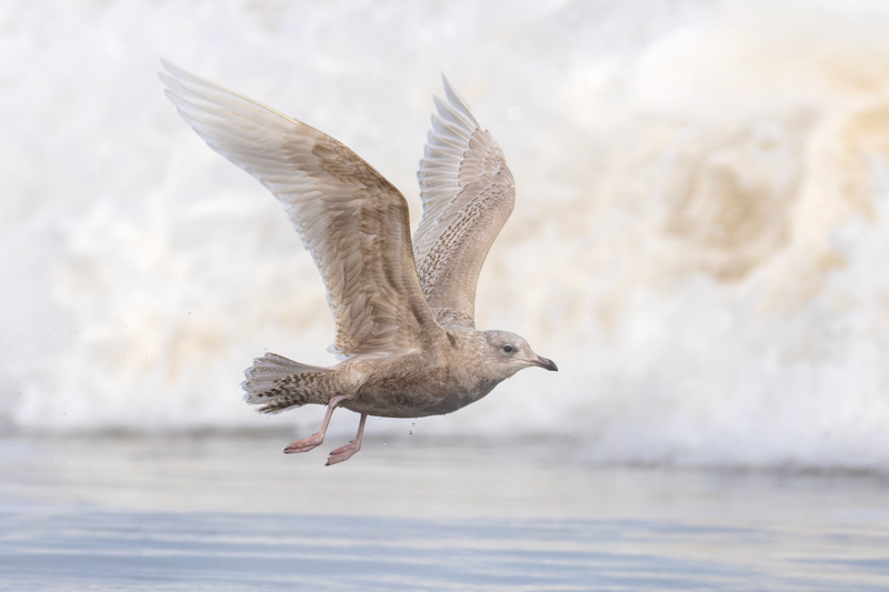 Iceland Gull