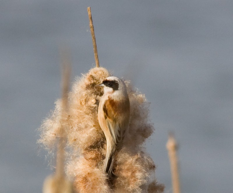 Penduline Tit
