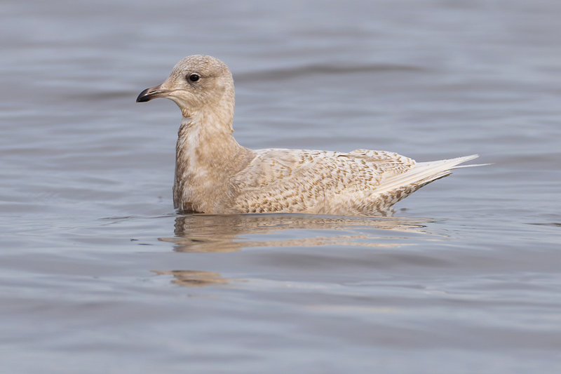 Iceland Gull
