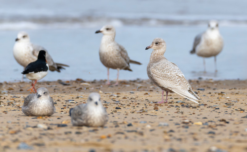 Iceland Gull