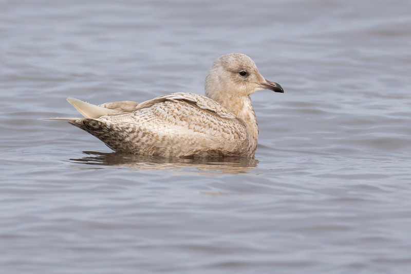 Iceland Gull